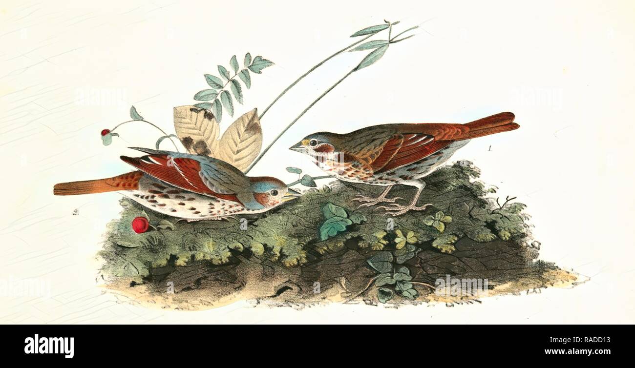 Fox-Finch de couleur. 1. Des hommes. 2. Femme, Audubon, John James, 1785-1851 repensé par Gibon. L'art classique avec un repensé Banque D'Images