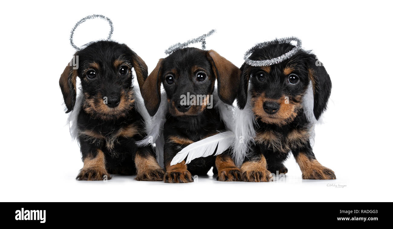 Rangée de trois noir avec brown mini Teckel wirehair adorable chien chiots, portant des costumes d'ange ailes blanc et argent halo. À la recherche d'une coquine Banque D'Images