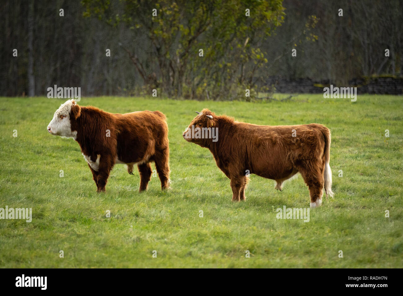 Deux yak écossais vaches sauvages sur champ vert. Îles Pakri, Estonie. Banque D'Images