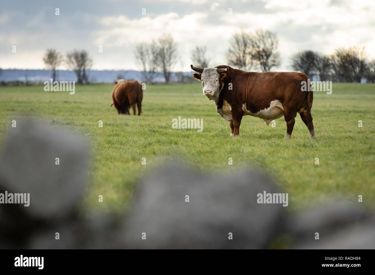 Deux yak écossais vaches sauvages sur champ vert. Îles Pakri, Estonie. Banque D'Images