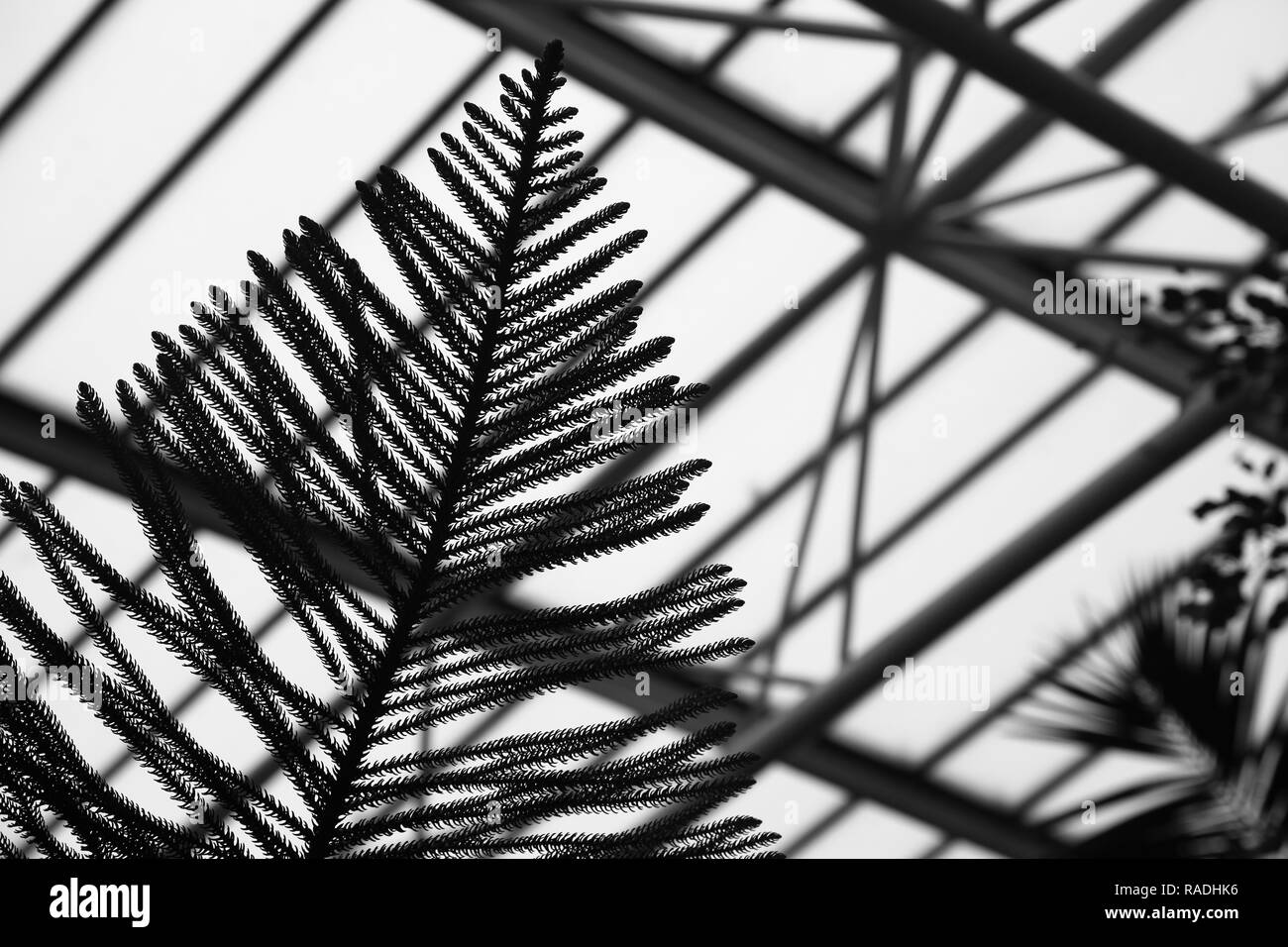 Close up noir et blanc d'une fougère silhoutted contre un toit en verre hors foyer Banque D'Images