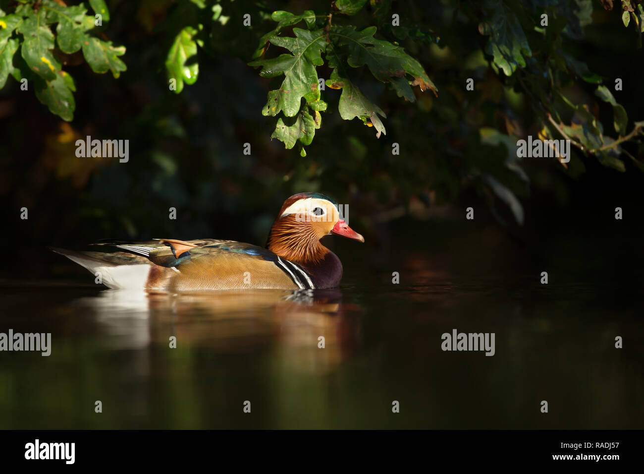 Canard Mandarin, largement considéré comme le plus beau canard, nager dans l'étang sur une journée ensoleillée, au Royaume-Uni. Banque D'Images