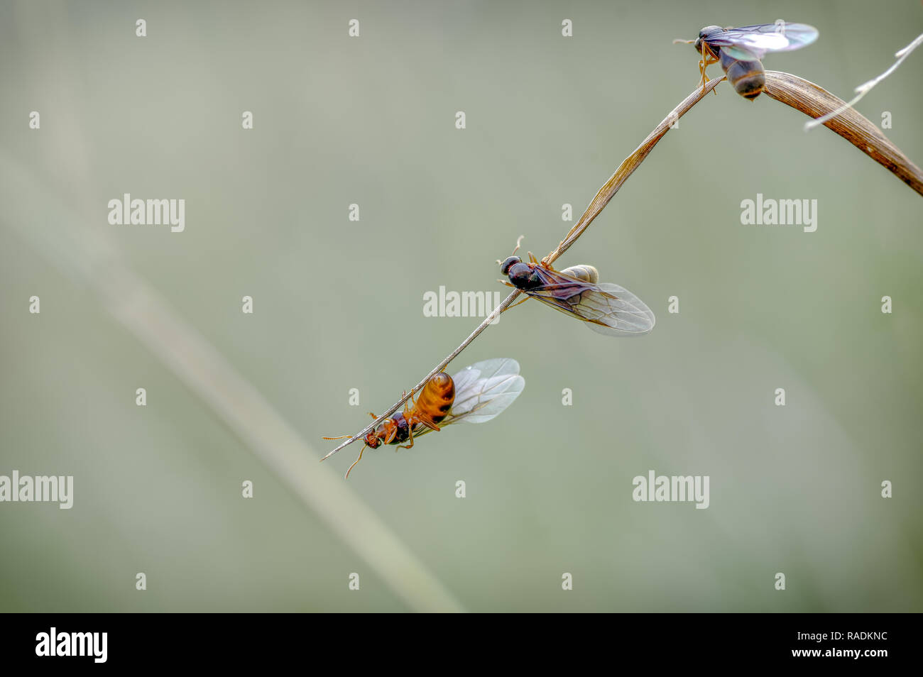 La Petite Fourmi Lasius niger jardin noir qu'on voit ici dans un pré. Les reines sont l'escalade pour échapper aux hommes et prenez le vol pour commencer une nouvelle génération. Banque D'Images