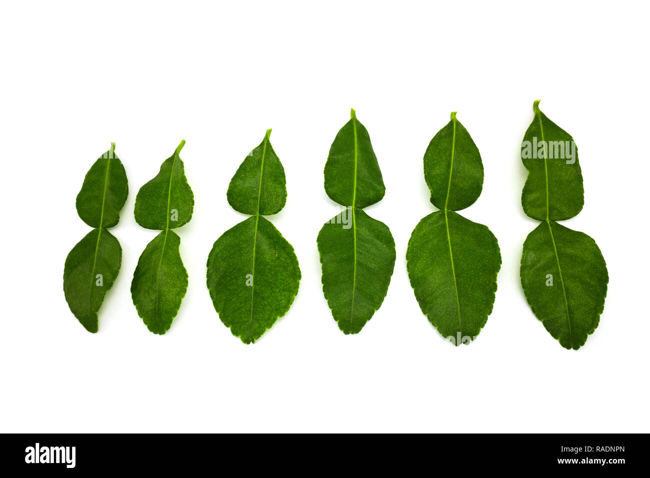 Les feuilles de combava isolé sur fond blanc. Banque D'Images