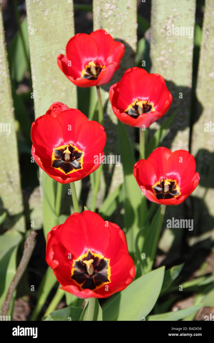 Tulipes rouges sur lit de fleurs en avril. Jardin de printemps. Tulipes jaunes plantés dans le jardin. Jardin de printemps. Tulipes colorées en lit de fleur. Des paysages Banque D'Images