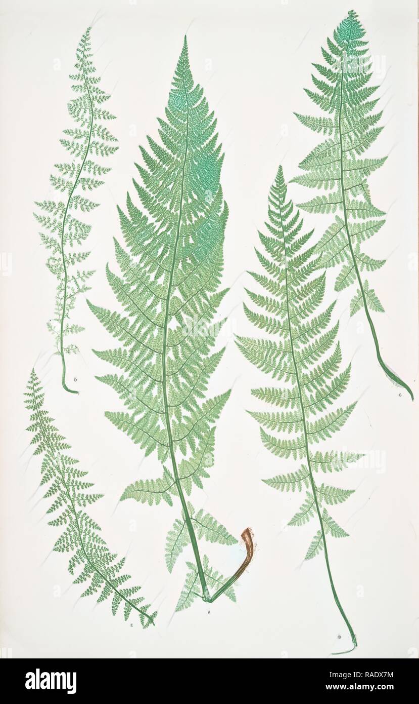 Polypodium alpestre. Le polypode Alpine, Bradbury, Henry Riley (1821-1887), (illustrateur), 1857, de fougères de grande repensé Banque D'Images