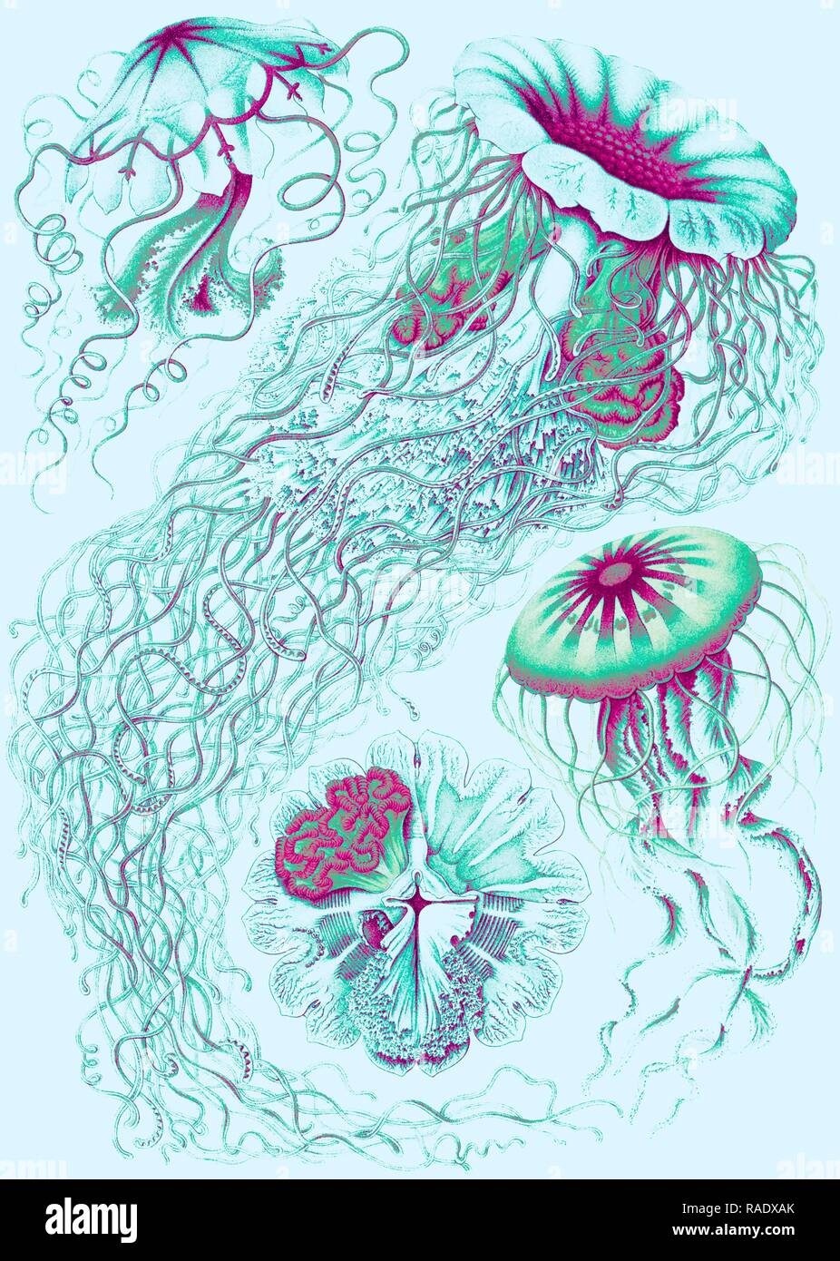 Illustration montrant quatre différents types de méduses. Discomedusae. - Schweibenquallen, 1 gravure : lithographie couleur, repensé Banque D'Images