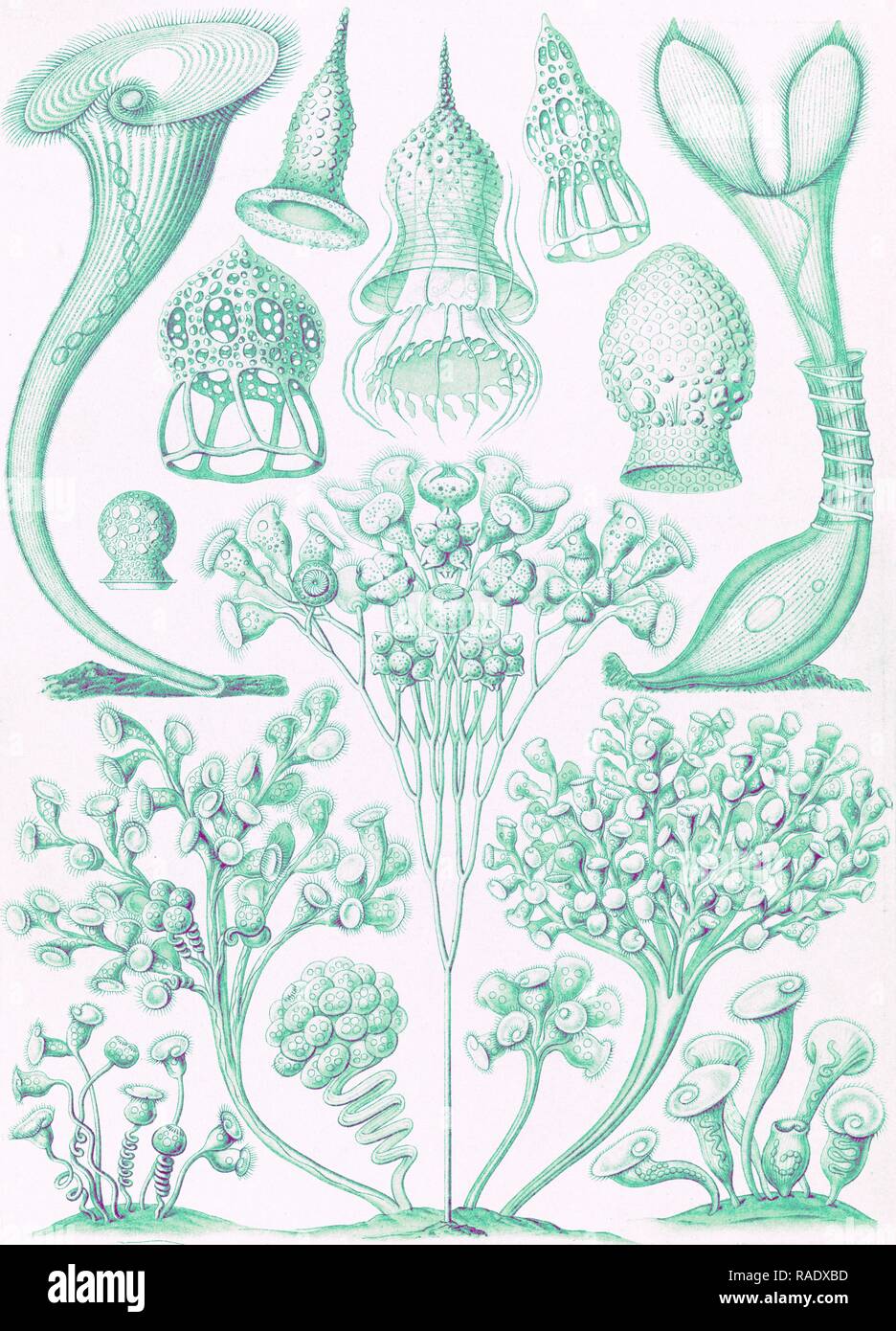 L'illustration montre les micro-organismes. Ciliata. - Wimperlinge, 1 : impression lithographie couleur feuille , 36 x 26 cm., 1904 repensé Banque D'Images