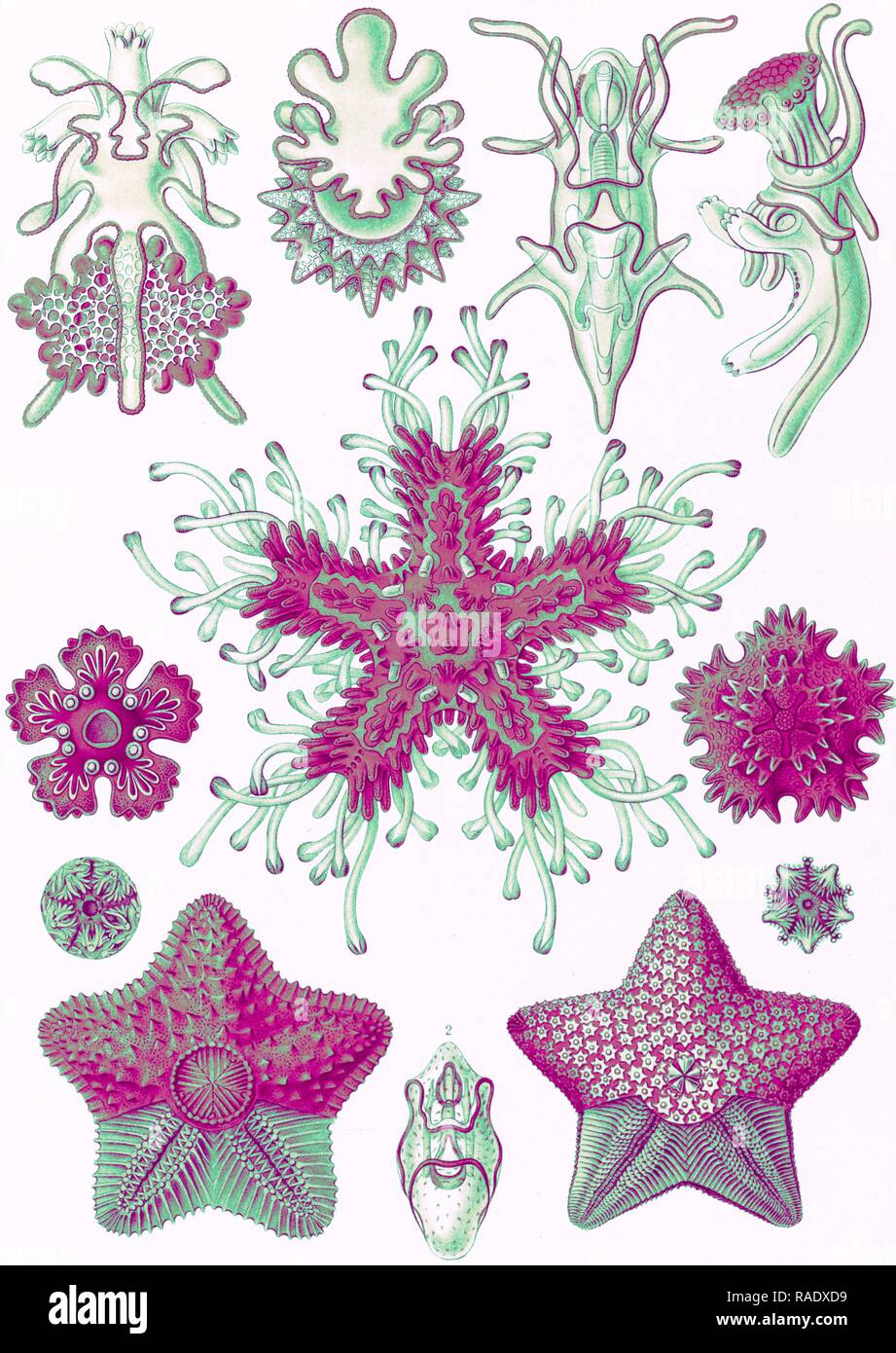 L'illustration montre les étoiles dans le phyllum des échinodermes. Asteridea. - Seesterne, 1 : impression lithographie couleur repensé Banque D'Images