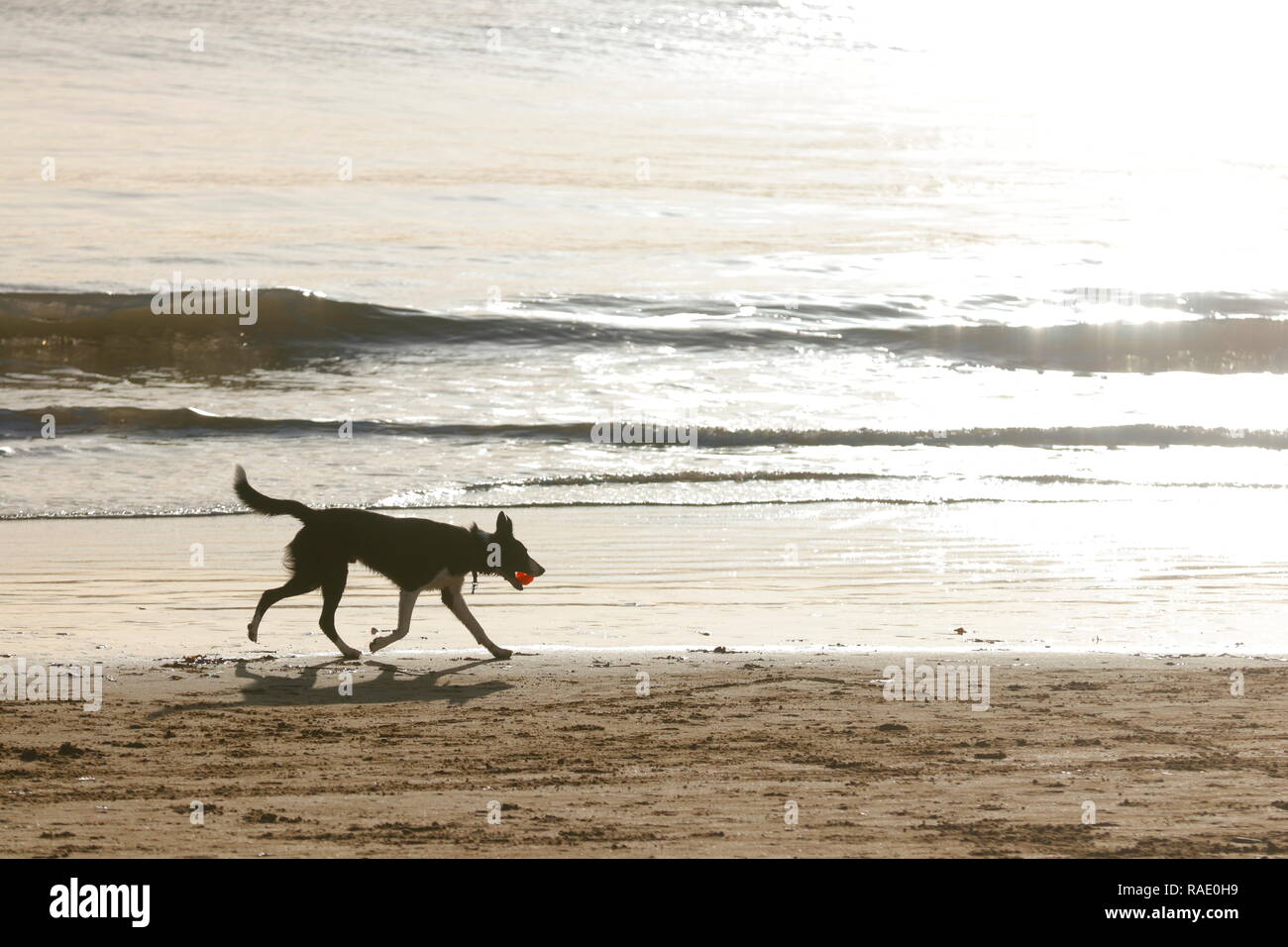 Un chien jouant avec une balle sur une plage à Scarborough, Yorkshire du Nord Banque D'Images
