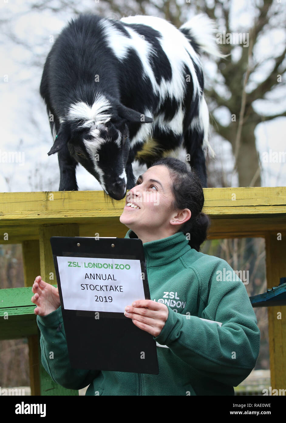 Chèvres pygmées sont dénombrées lors de l'inventaire annuel au ZSL Zoo de Londres dans le centre de Londres. Banque D'Images