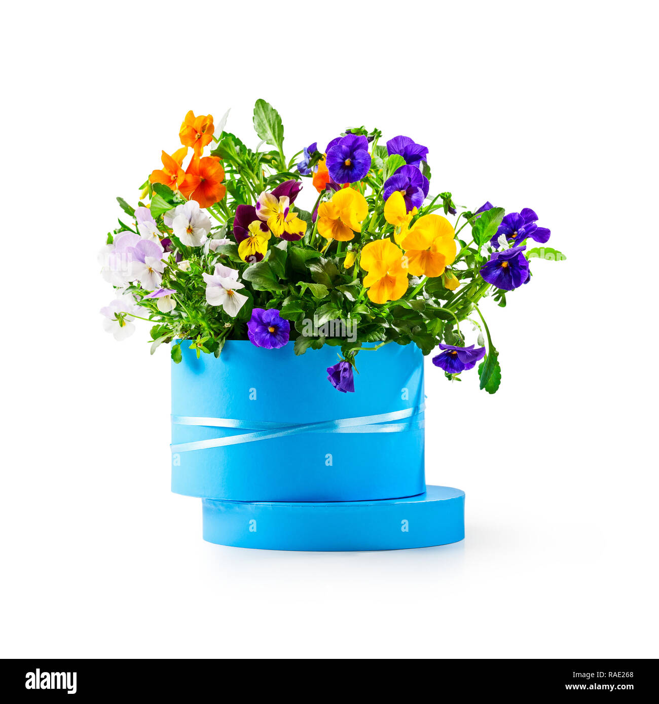 Boîte cadeau bleu avec fleur sur isolé sur fond blanc chemin de détourage inclus. Jardin de printemps Viola tricolor comme maison de présenter, de Pâques et d'espèce Banque D'Images