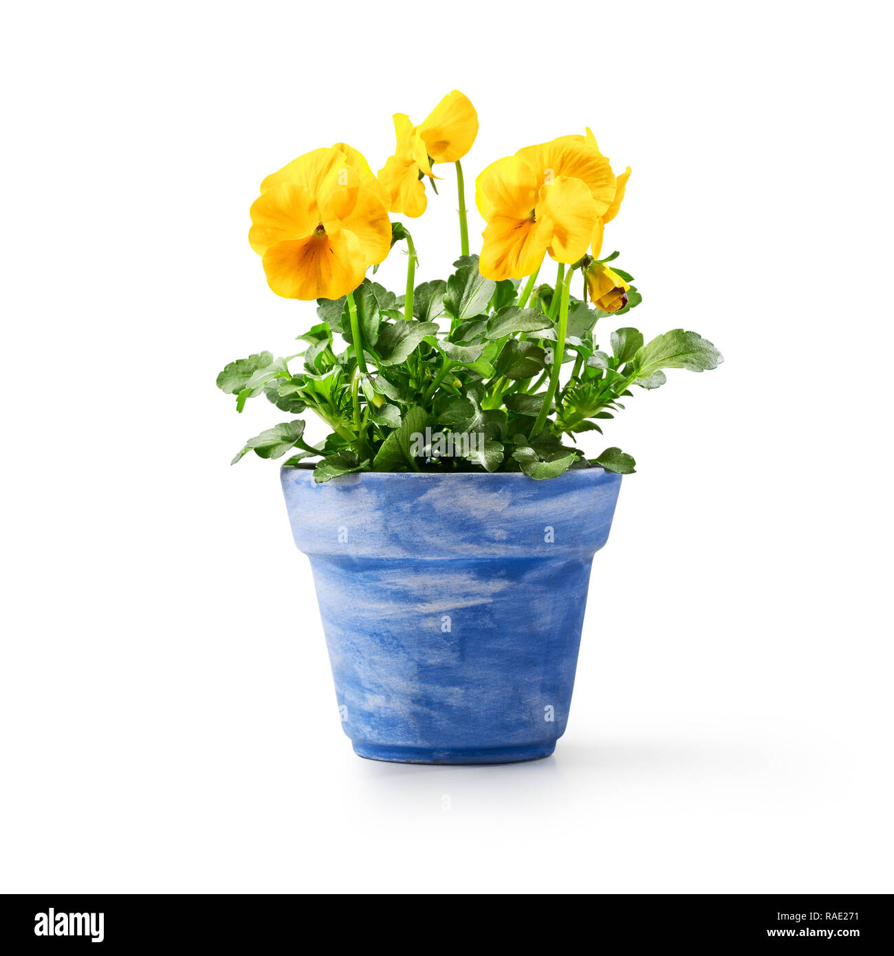 Pot de fleur en isolé sur fond blanc. Jardin de printemps jaune Viola tricolor plante comme élément de conception Banque D'Images