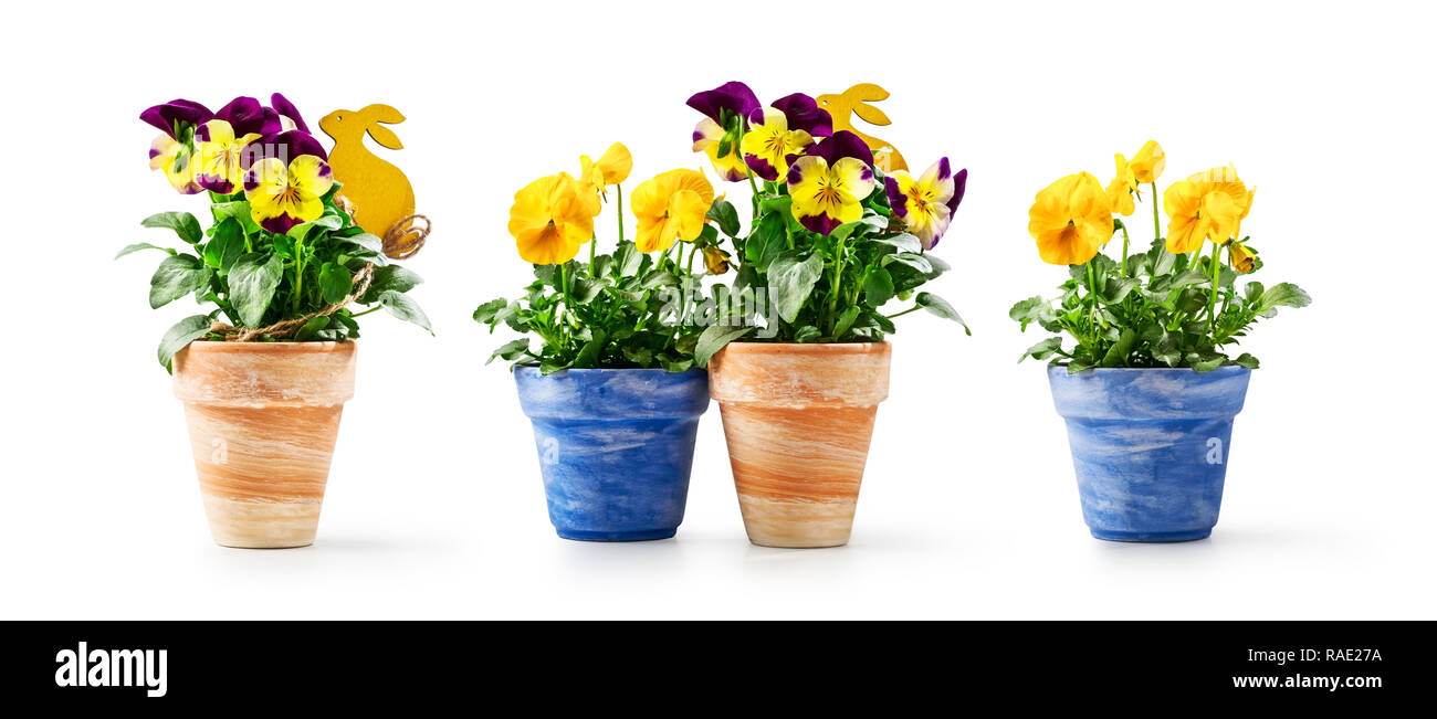 Fleur et lapin de Pâques dans la collection flowerpot isolé sur fond blanc. Jardin de printemps fleur jaune Viola tricolor comme maison de vacances présent Banque D'Images