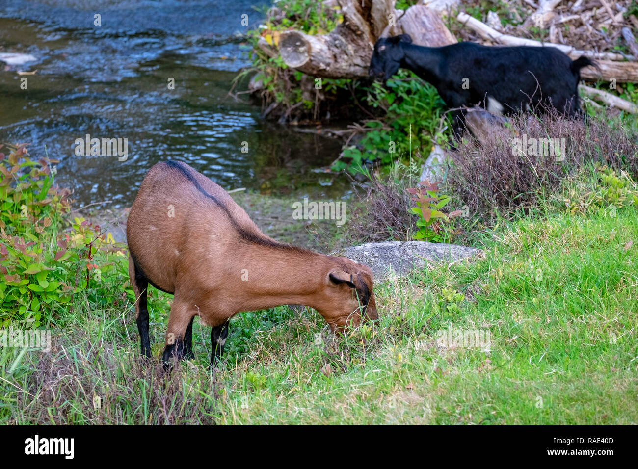 Les chèvres étant utilisé pour contrôler les mauvaises herbes le long d'une rivière dans la région de Hobart Tasmanie Banque D'Images