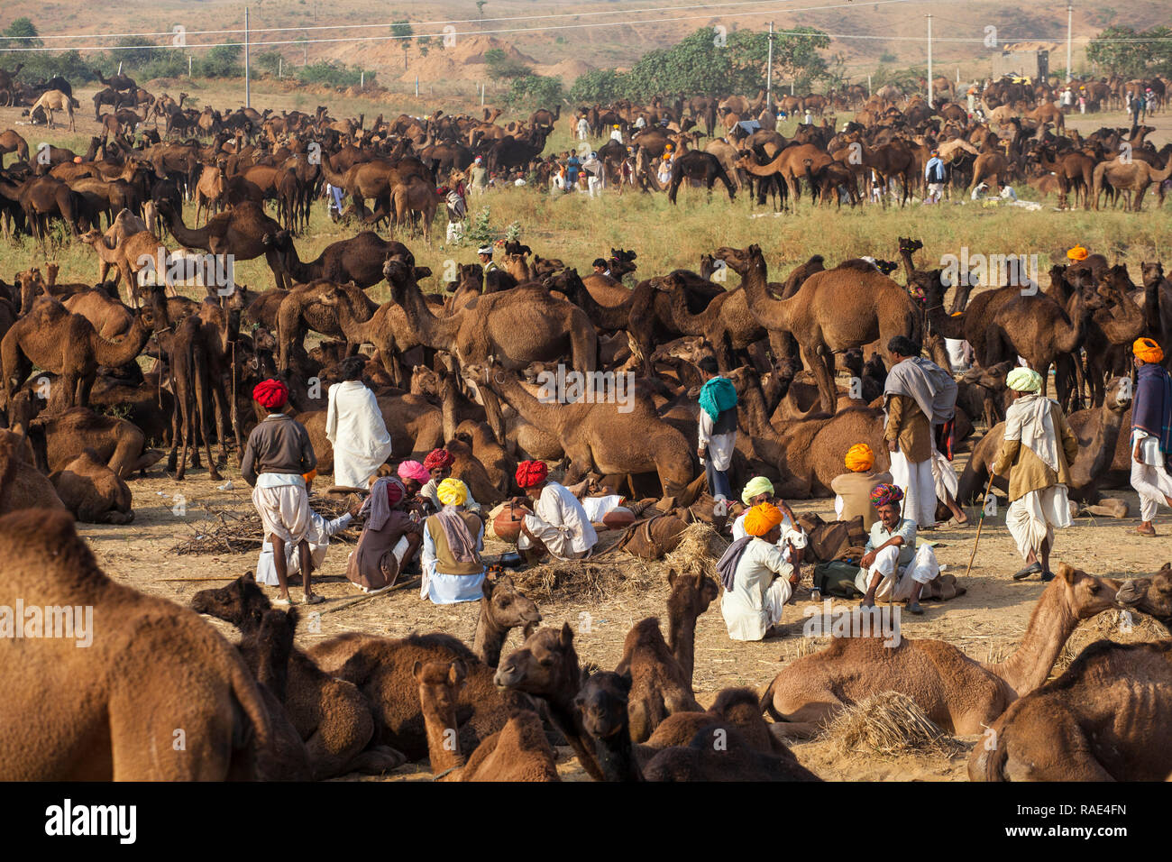 Camel Pushkar Fair, Pushkar, Rajasthan, Inde, Asie Banque D'Images