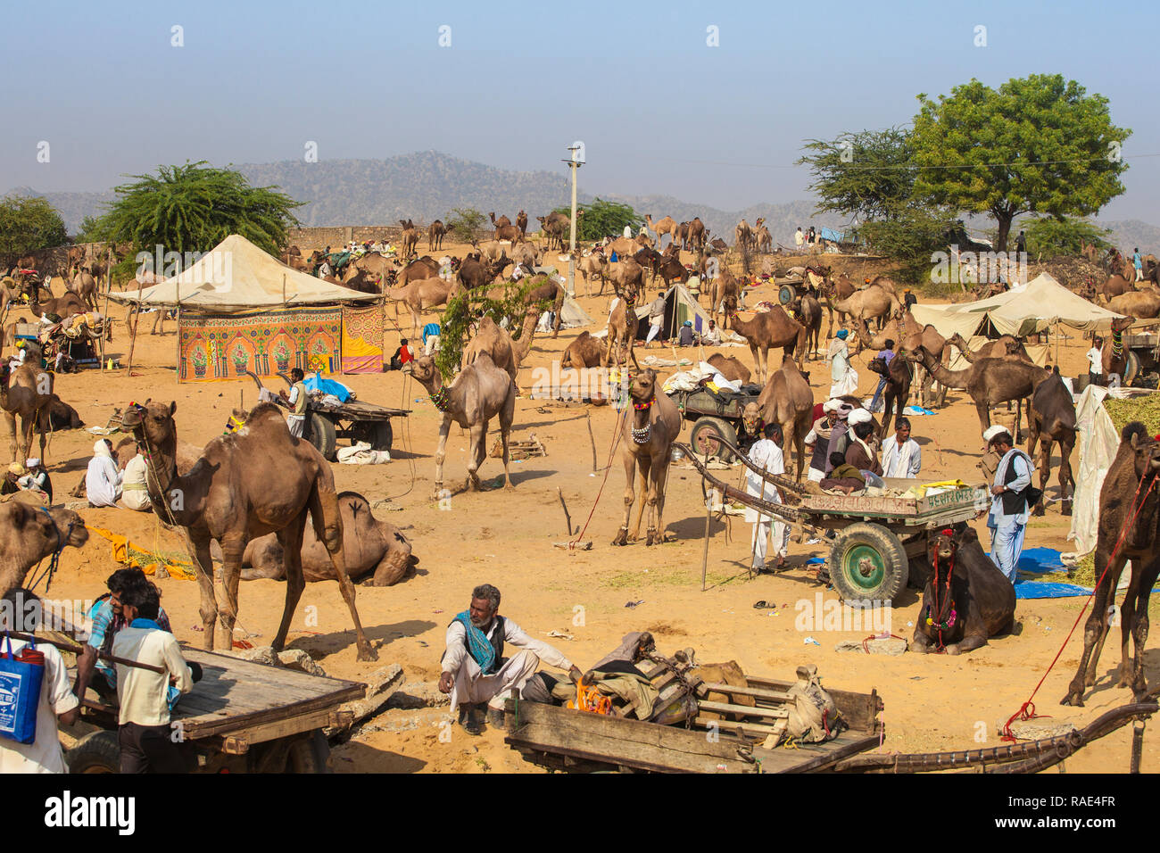 Camel Pushkar Fair, Pushkar, Rajasthan, Inde, Asie Banque D'Images