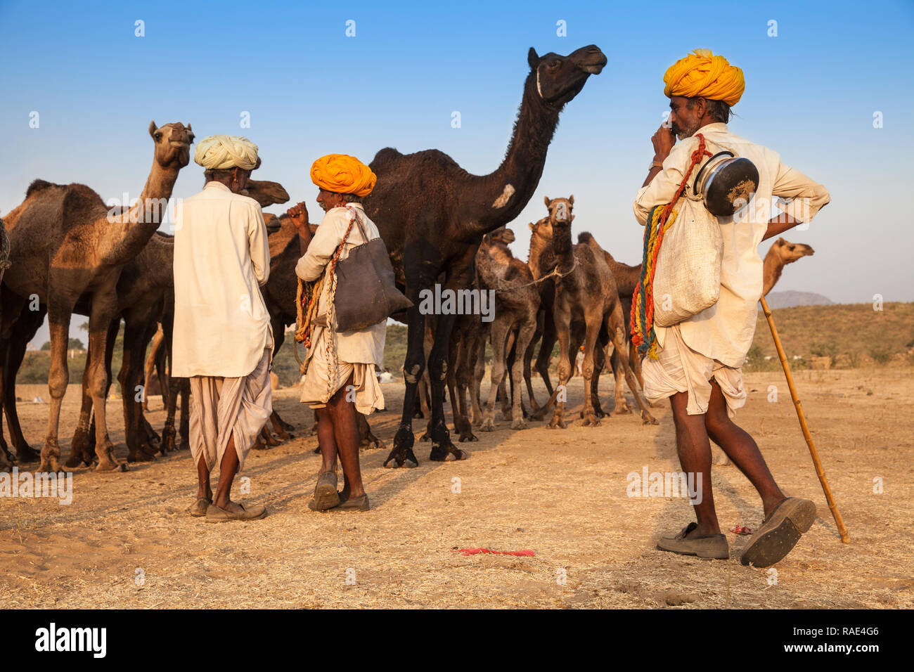 Camel Pushkar Fair, Pushkar, Rajasthan, Inde, Asie Banque D'Images