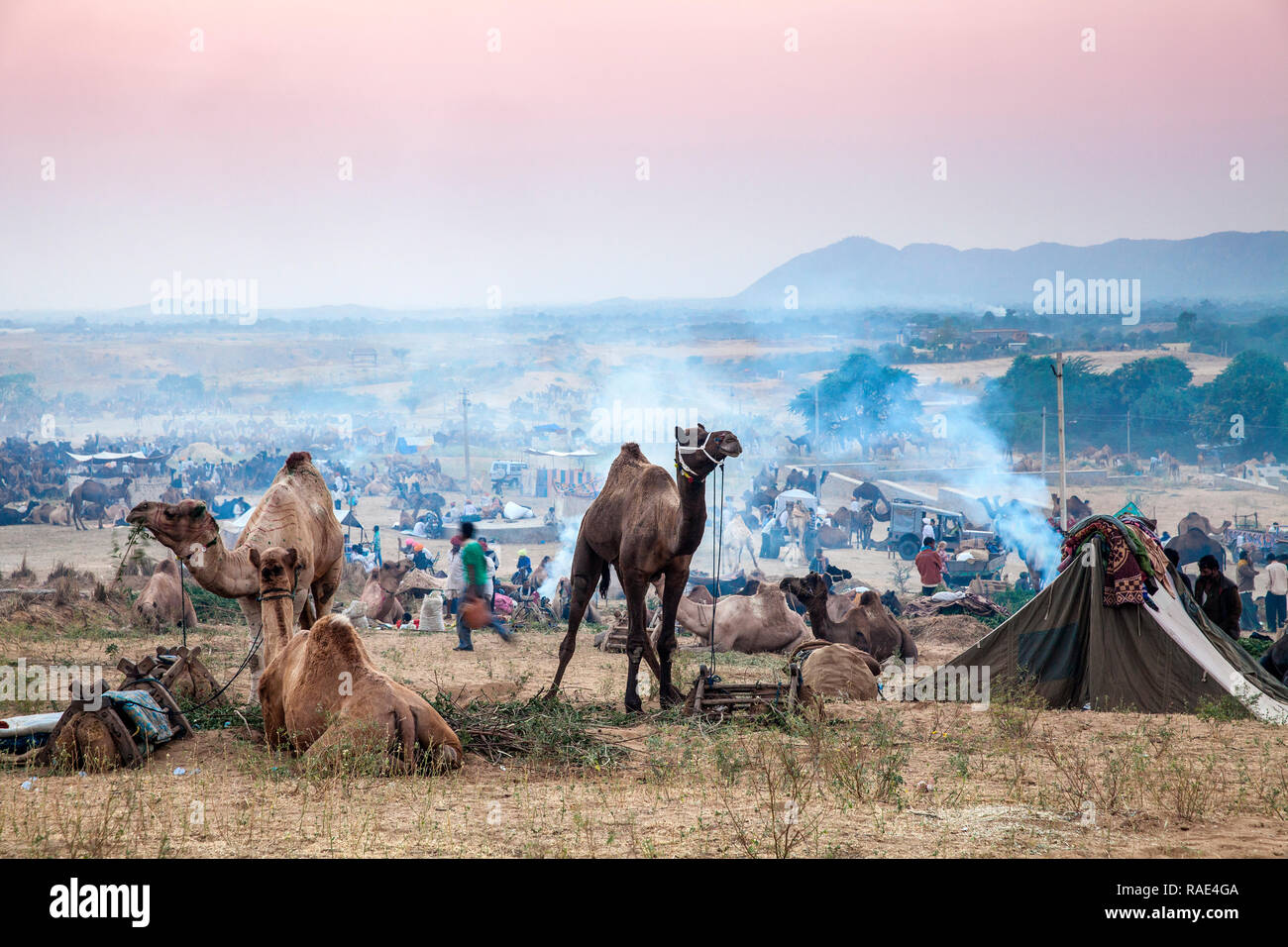 Camel Pushkar Fair, Pushkar, Rajasthan, Inde, Asie Banque D'Images