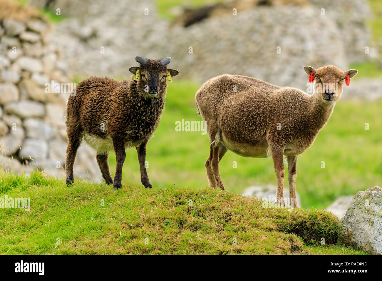 Moutons Soay sauvages et d'agneau, race ancienne en pierre, vestiges de village, hirta, St Kilda, l'UNESCO, l'archipel des Hébrides extérieures, en Écosse, Royaume-Uni Banque D'Images