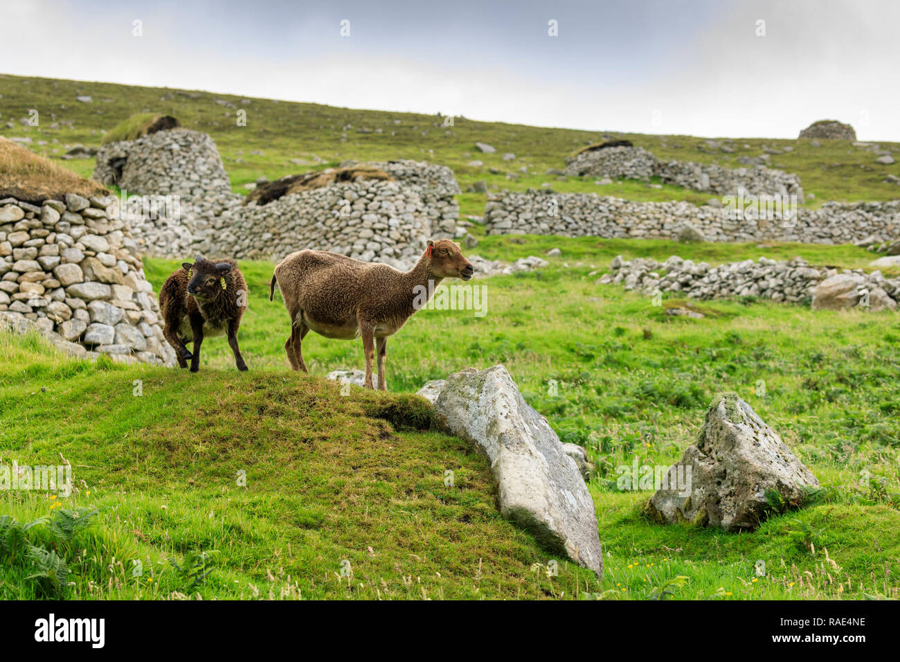 Moutons Soay sauvages et d'agneau, race ancienne en pierre, vestiges de village, hirta, St Kilda, l'UNESCO, l'archipel des Hébrides extérieures, en Écosse, Royaume-Uni Banque D'Images