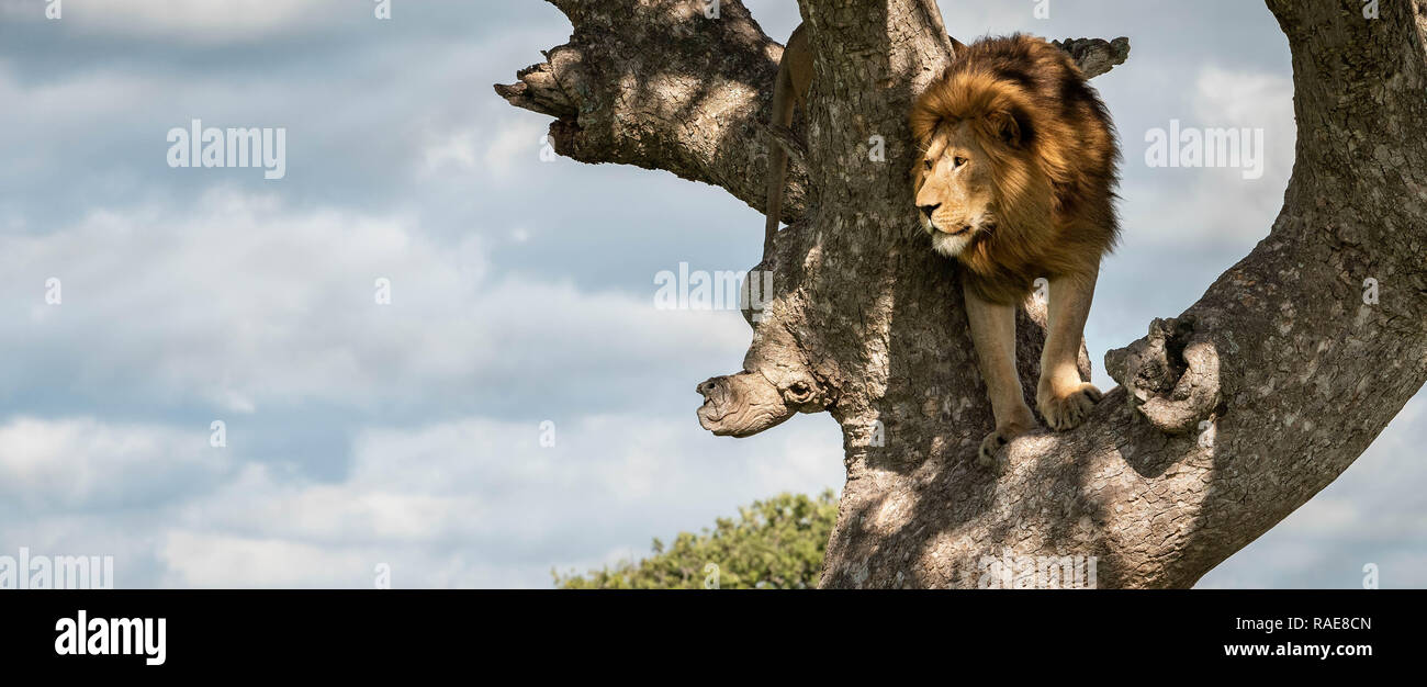 Homme A La Baisse Generalement Pas Connus Pour Leur Amour Des Hauteurs Cette Famille De Lions Ont Ete Captures Paressant Dans Un Arbre Au Risque De Leur Fierte Devant Un F Photo
