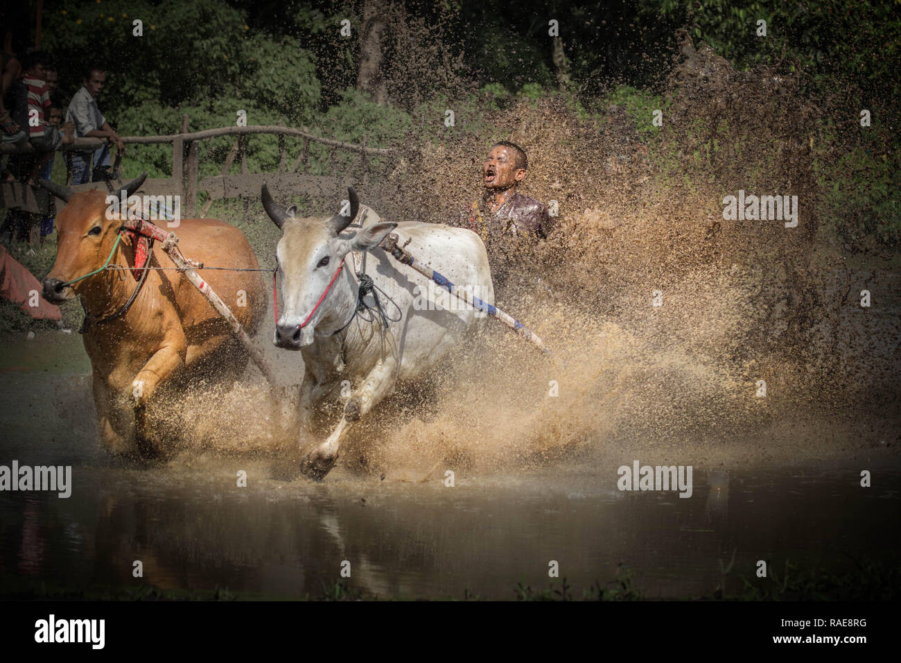 L'eau et la boue est partout. Une race brutale où les hommes ont traîné dans la boue en accrochant sur les queues de deux taureaux de charge a été c Banque D'Images