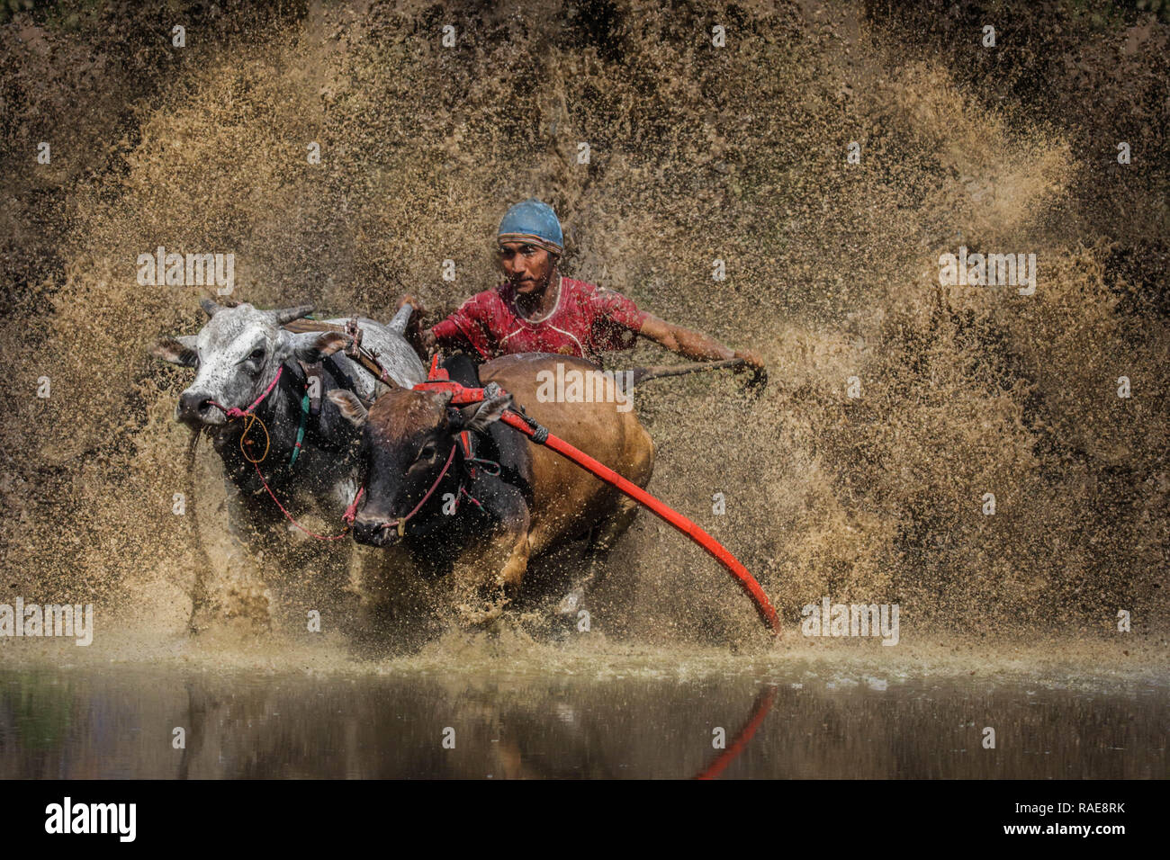 Course pour la vie. Une race brutale où les hommes ont traîné dans la boue en accrochant sur les queues de deux taureaux de charge a fait l'objet d'une série de Banque D'Images