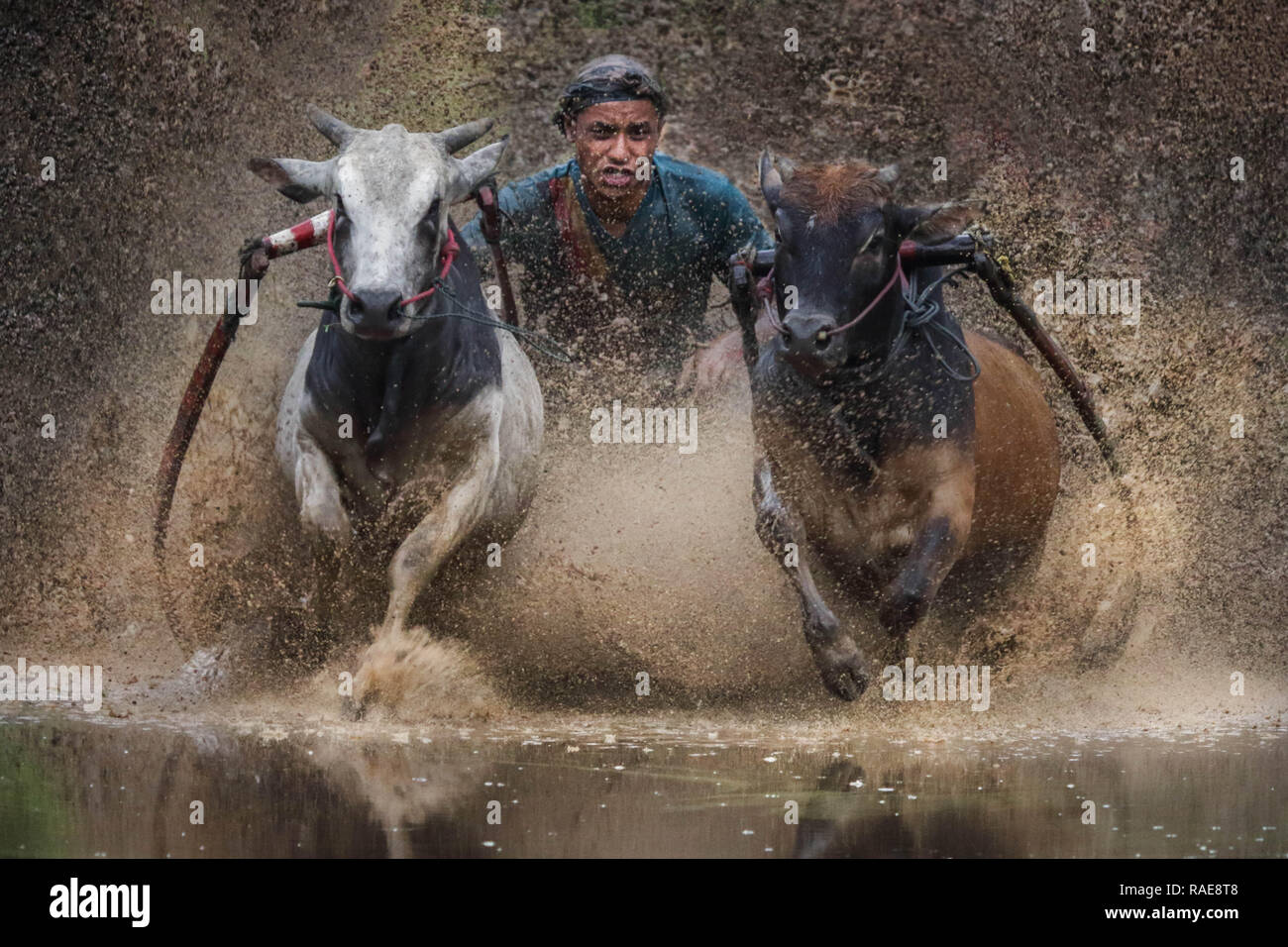 La tradition. Une race brutale où les hommes ont traîné dans la boue en accrochant sur les queues de deux taureaux de charge a été capturé dans une série de spe Banque D'Images