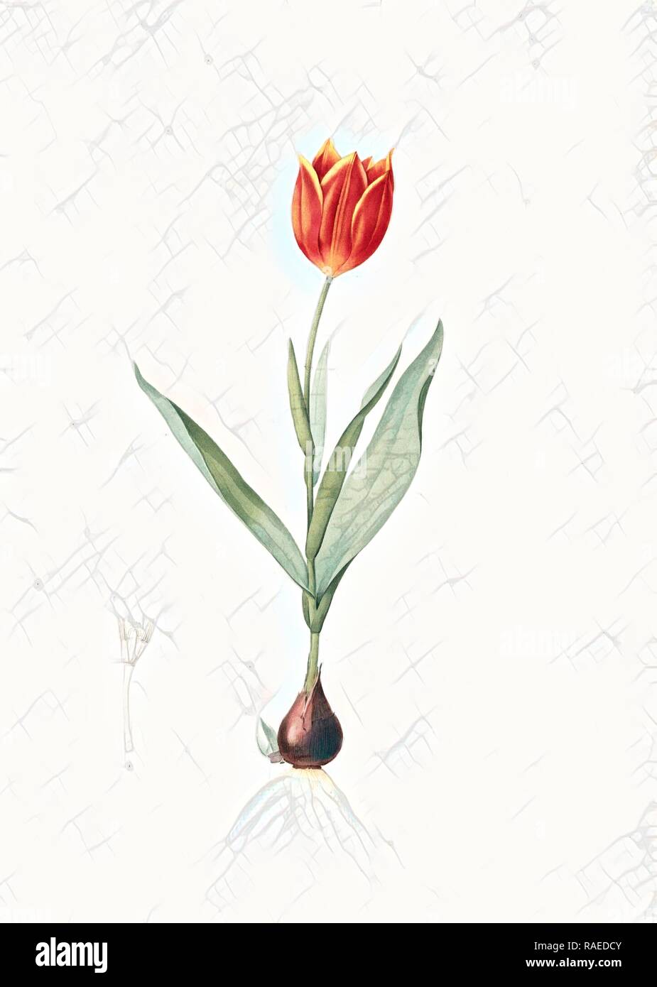 Tulipa suaveolens, Tulipe odorange, Duc Van Thol Tulip, Redouté, Pierre Joseph, 1759-1840, les liliacees, 1802 - 181 repensé Banque D'Images