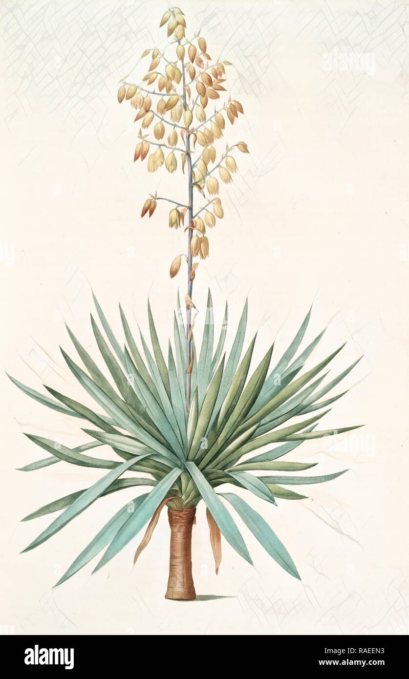 Yucca Yucca Gloriosa, une feuilles entieres, Palm Lily ou poignard espagnol., (signé) Pierre Joseph Redouté, repensé, 1759-1840 Banque D'Images
