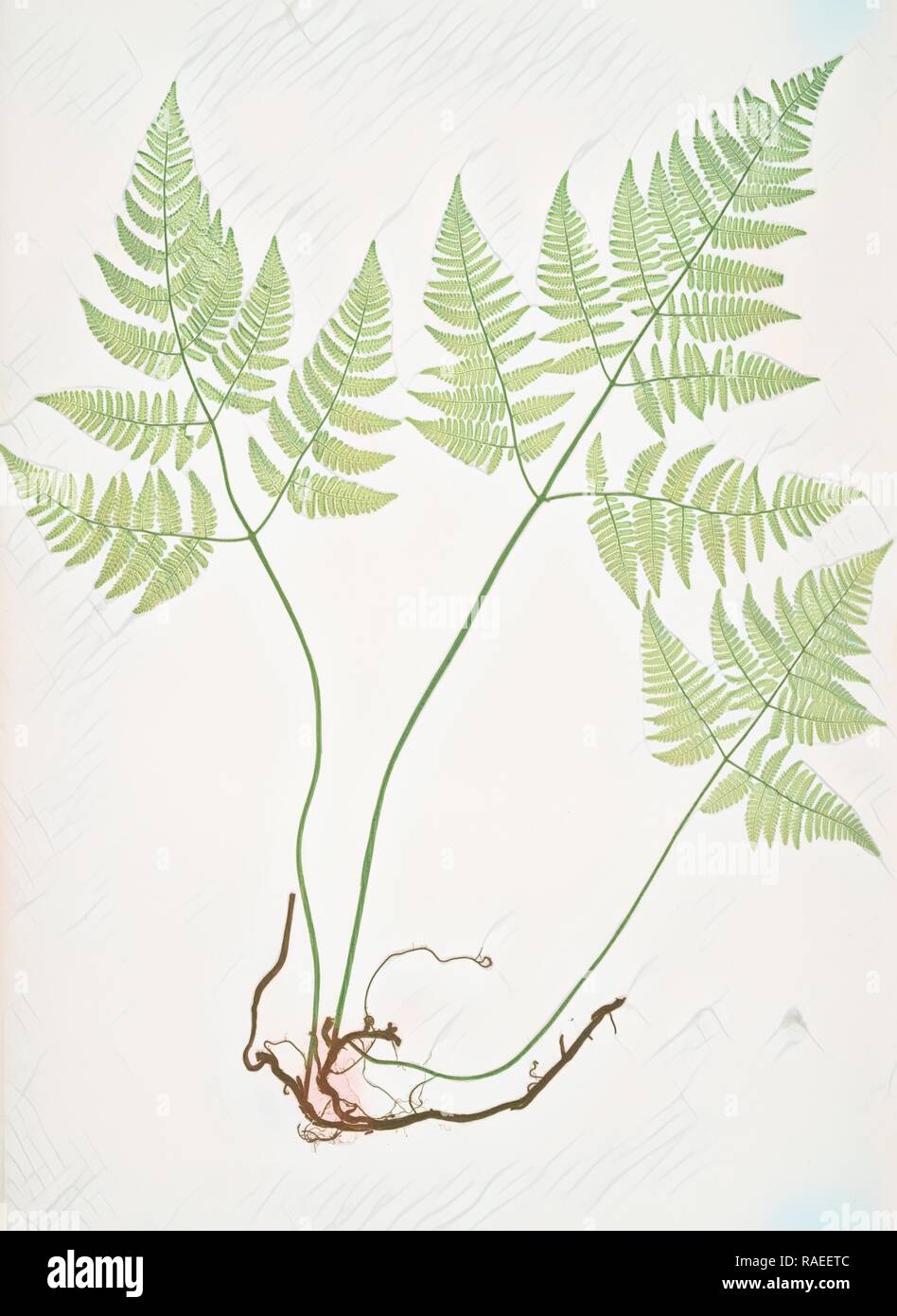 Polypodium Robertianum. Le calcaire polypod, Bradbury, Henry Riley (1821-1887), (illustrateur), 1857, de fougères de grande repensé Banque D'Images