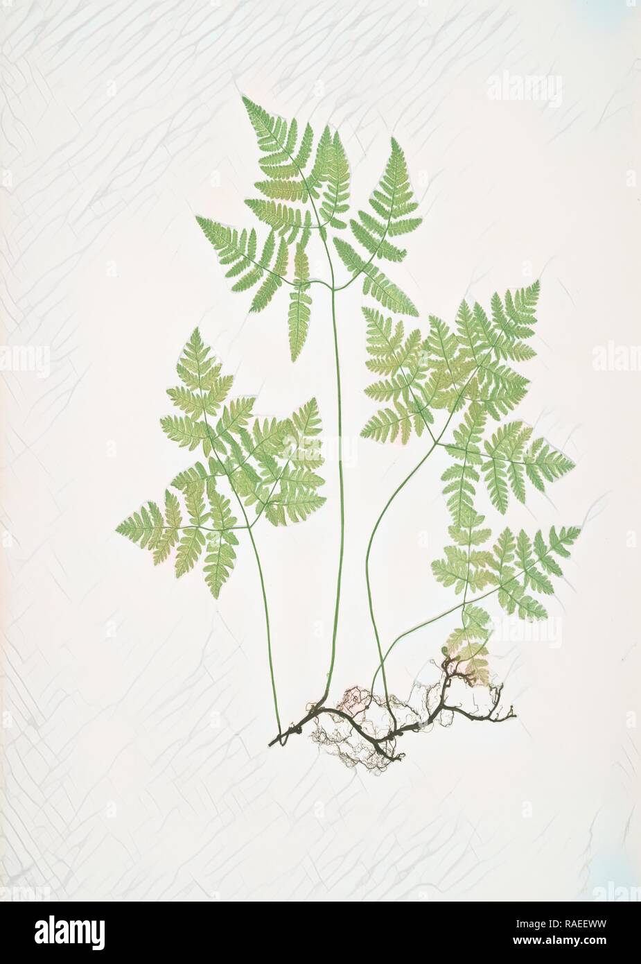 Polypodium Dryopteris. Le bon trois branches, ou le polypode fougère Chêne, Bradbury, Henry Riley (1821-1887), ( repensé Banque D'Images