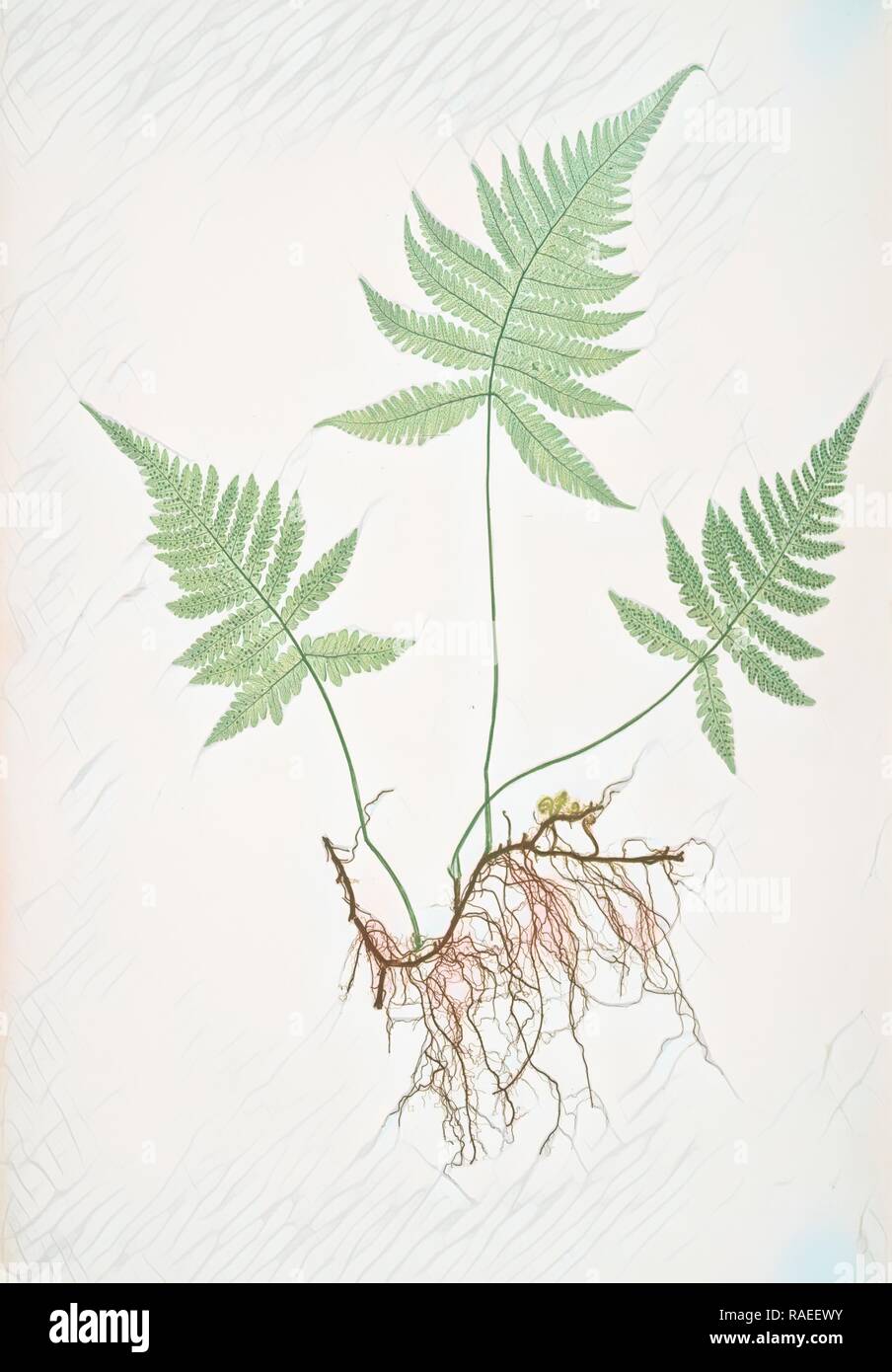 Polypodium Phegopteris. La montagne, le polypode fougère ou hêtre, Bradbury, Henry Riley (1821-1887), (illustrateur), 1857 repensé Banque D'Images