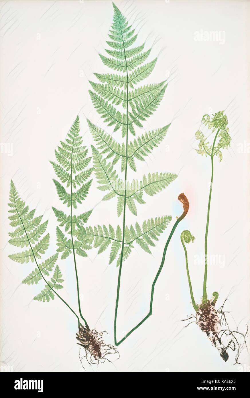 Lastrea spinulosa. L'étroite à dents épineuses buckler fern, Bradbury, Henry Riley (1821-1887), (illustrateur), 1857 repensé Banque D'Images
