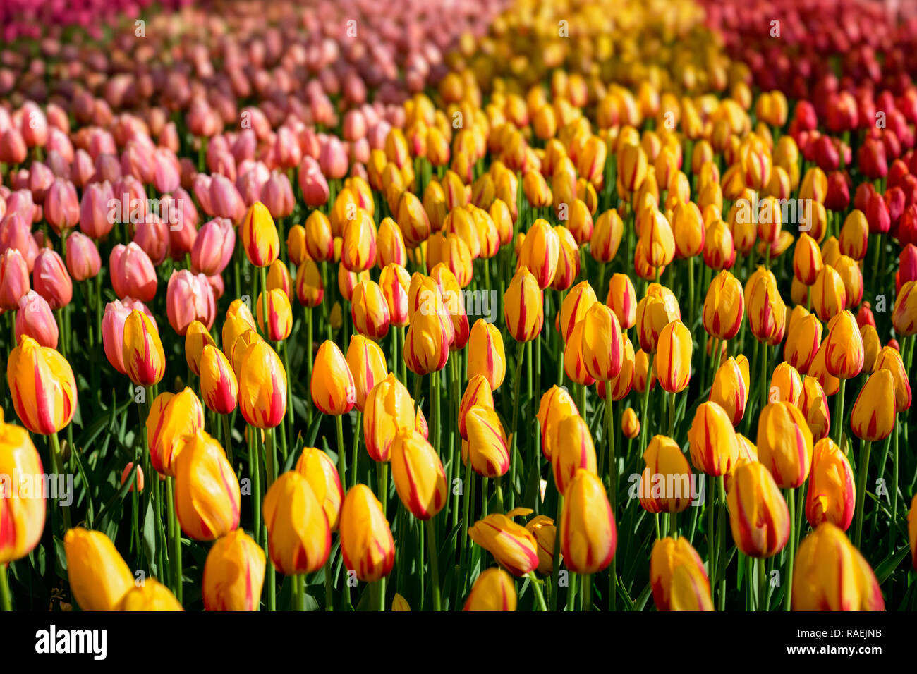 Parterre de tulipes en fleurs dans jardin de fleurs Keukenhof, Netherland Banque D'Images