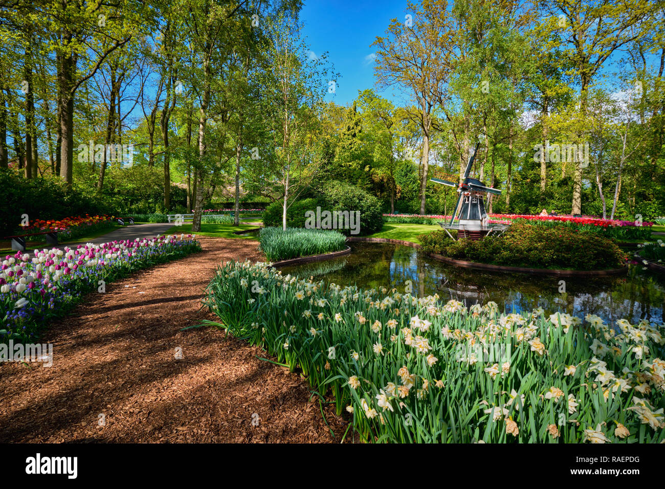 Jardin de fleurs Keukenhof. Lisse, aux Pays-Bas. Banque D'Images