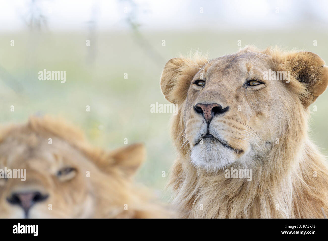 Male lion (Panthera leo) portrait, derrière le frère, l'aire de conservation de Ngorongoro, en Tanzanie. Banque D'Images