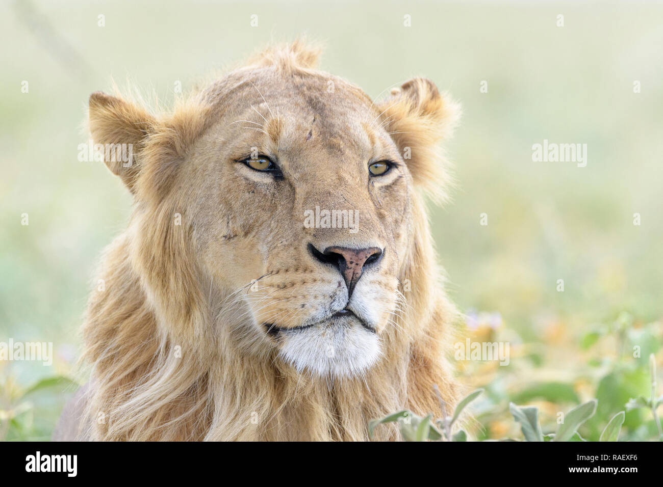 Male lion (Panthera leo) portrait, zone de conservation de Ngorongoro, en Tanzanie. Banque D'Images