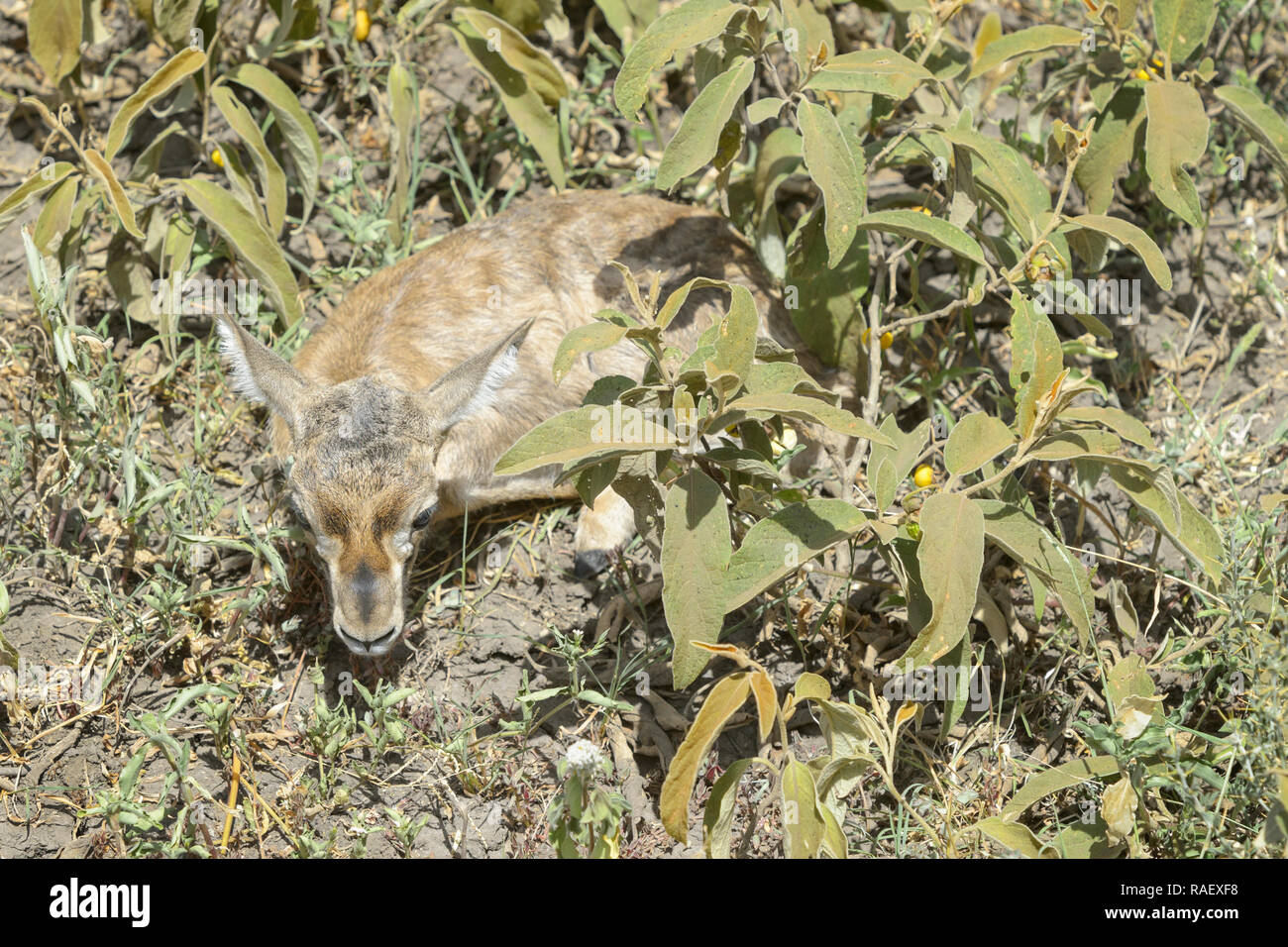 La gazelle de Thomson (Eudorcas thomsonii) nouveau-né à se cacher dans l'herbe, le cratère du Ngorongoro, Tanzania Banque D'Images