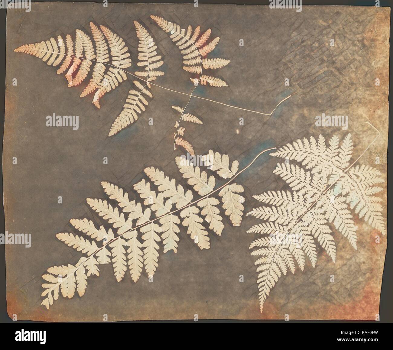 Fougères, britannique, environ 1850 ?, dessin photogénique, 26,4 × 32,4 cm (3,8 × 12 10 3,4 in.). Repensé Photo Stock