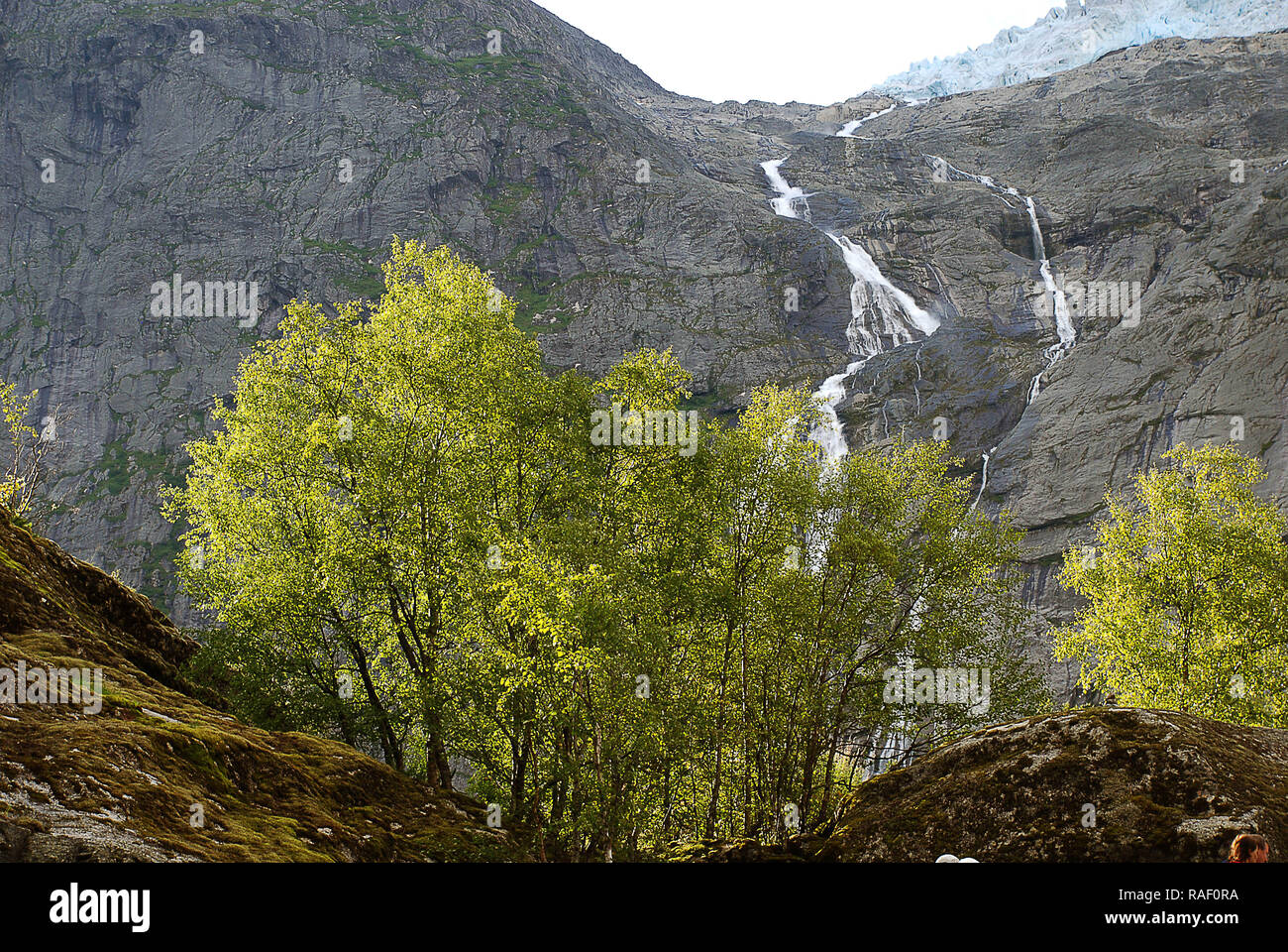 Arbres devant une cascade à proximité du Glacier Briksdal (Olden, Norvège) Banque D'Images