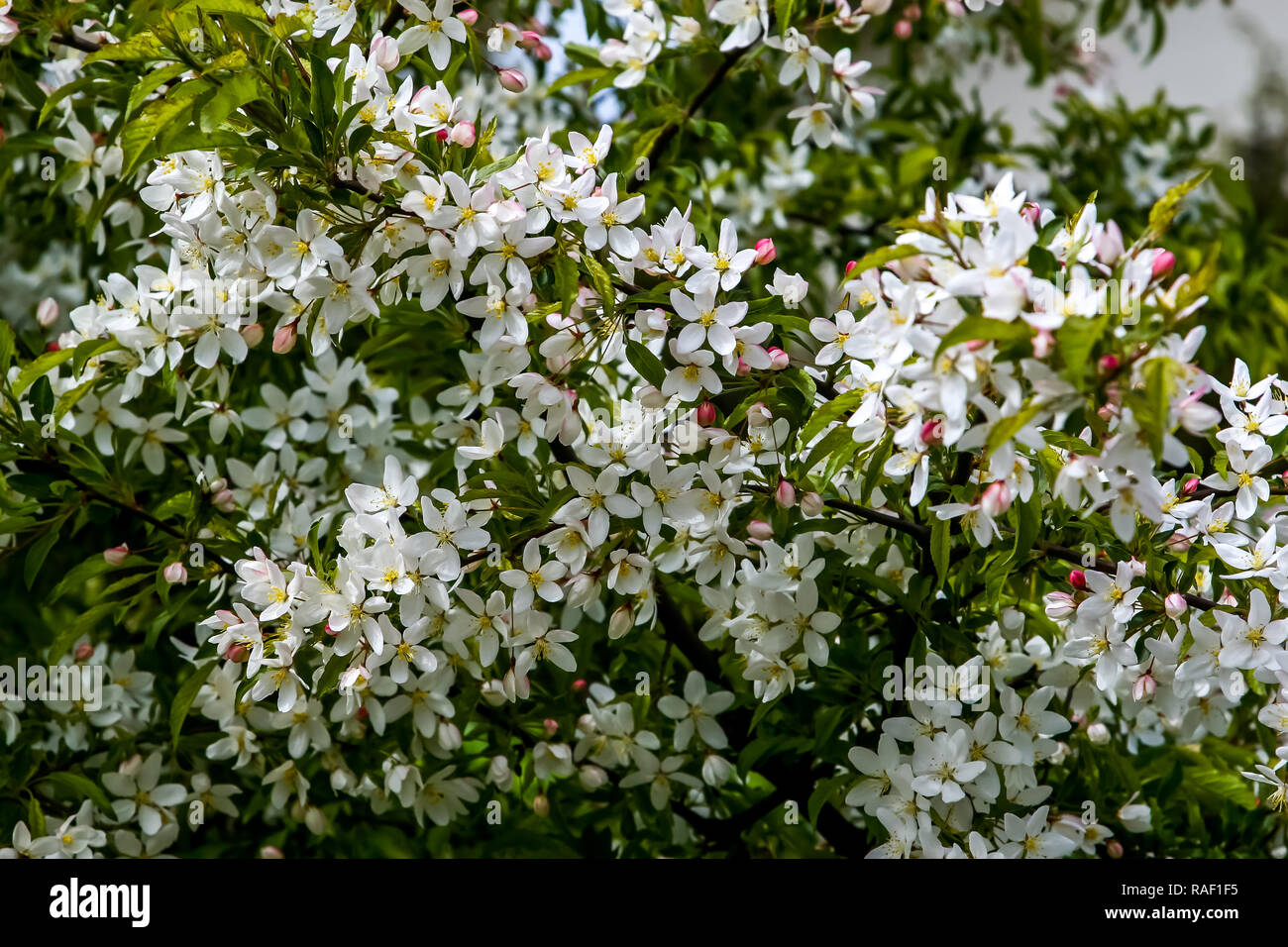 Arbres fruitiers en fleurs au printemps. Fruits en fleurs fleurs. La floraison arbre fruitier en Lettonie. Branches de l'arbre fruitier avec fleurs blanches fleurs Banque D'Images