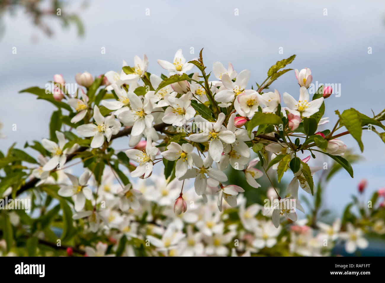 Arbres fruitiers en fleurs au printemps. Fruits en fleurs fleurs. La floraison arbre fruitier en Lettonie. Branches de l'arbre fruitier avec fleurs blanches fleurs Banque D'Images