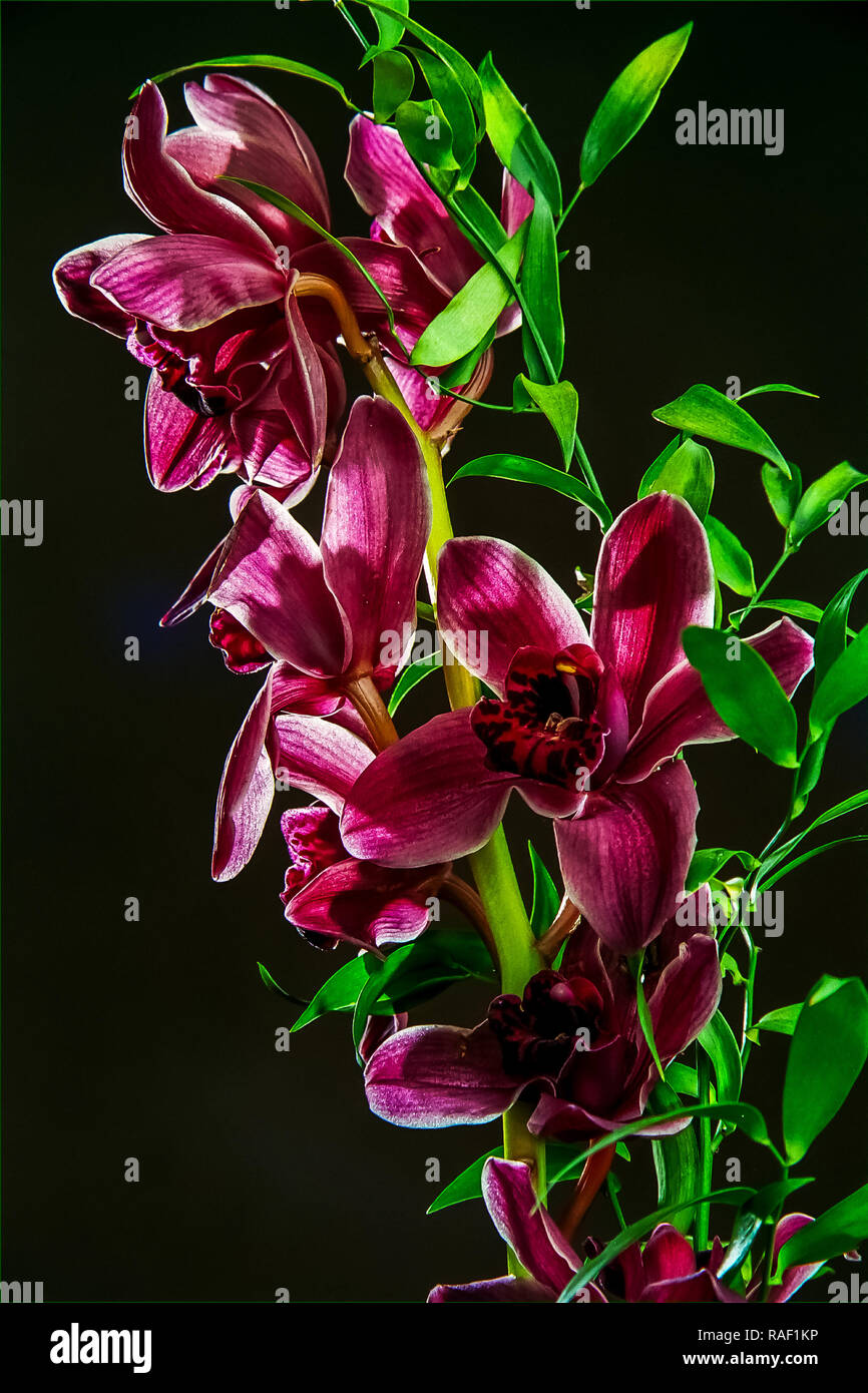 Orchidées rose. Orchid sur fond noir. Nature fleur. Des fleurs de jardin. Fleurs orchidée rose sur fond sombre. Banque D'Images