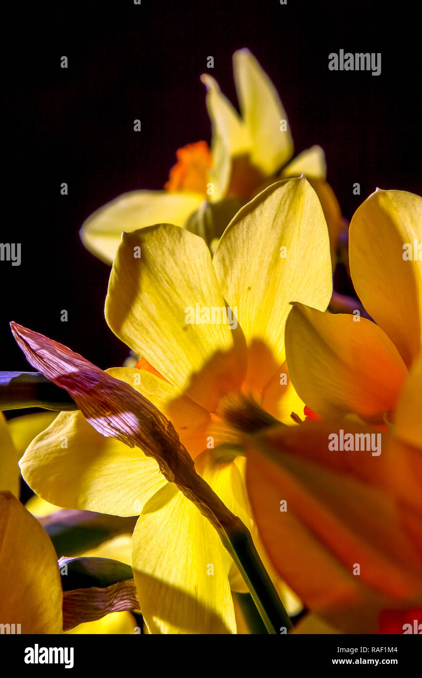 Jonquilles jaune. Les jonquilles sur fond noir. Nature fleur. Des fleurs de jardin. Fleurs jonquille jaune sur fond sombre. Banque D'Images
