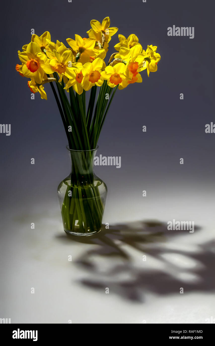 Jonquilles jaune. Les jonquilles sur fond gris. Nature fleur. Des fleurs de jardin. Jaune jonquille fleurs dans vase sur fond sombre. Banque D'Images