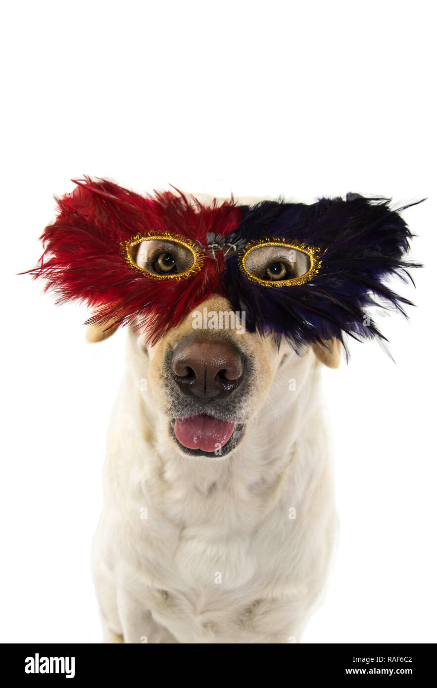 Chien Chat MASQUE MARDI GRAS. FUNNY LABRADOR AVEC UNE PLUME CARNIVAL EYEMASK. SHOT isolées contre l'ARRIÈRE-PLAN BLANC. Banque D'Images