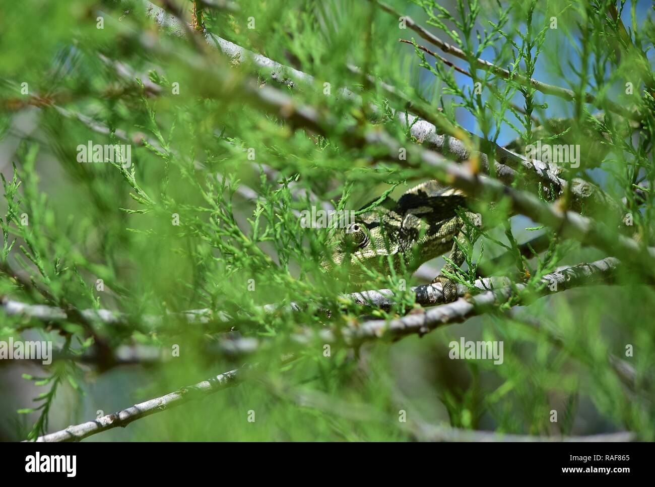 Caméléon Méditerranéen, Chamaeleo chamaleon, marcher parmi la végétation des arbres tamaris d'Afrique et le cap de l'oseille, espèces exotiques naturalisées Maltais Banque D'Images