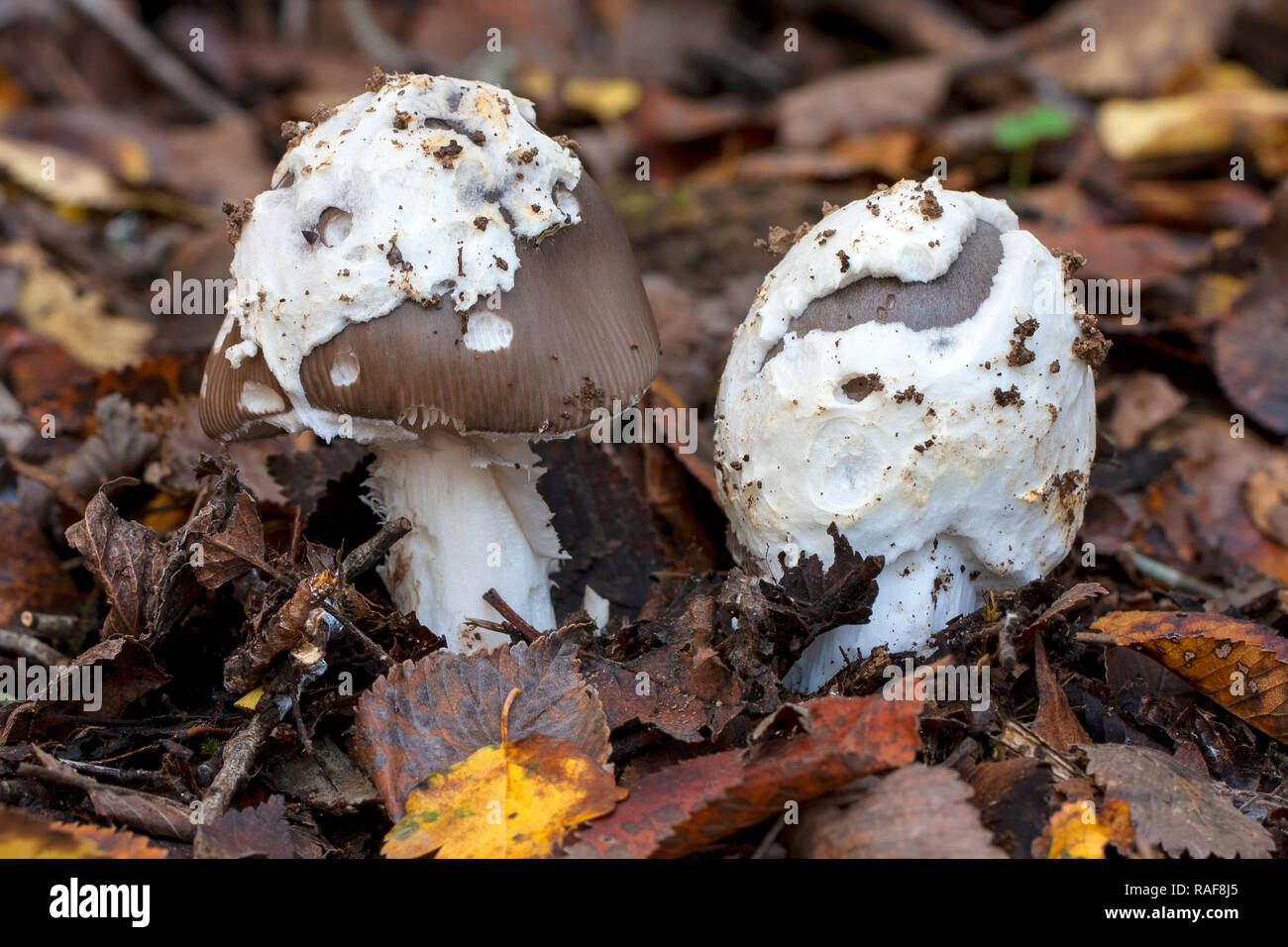 L'Amanita Vaginata poussant dans le sol de la forêt en automne Banque D'Images